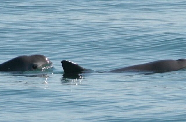 vaquita-marina-web.jpg