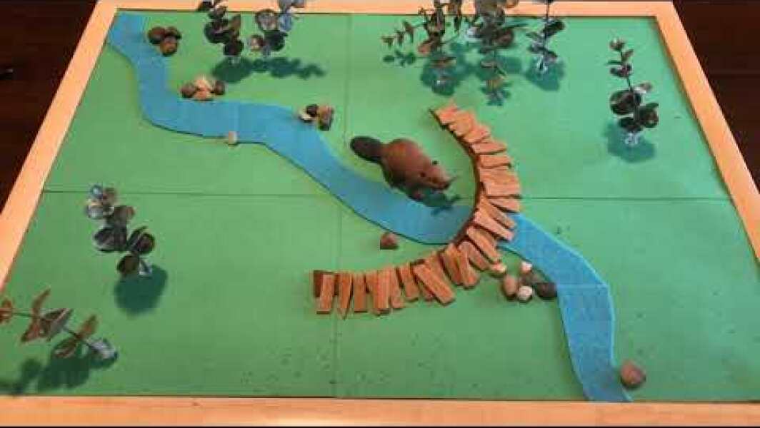 Beavers and Wildfire: A Stop-Motion Video by Emily Fairfax