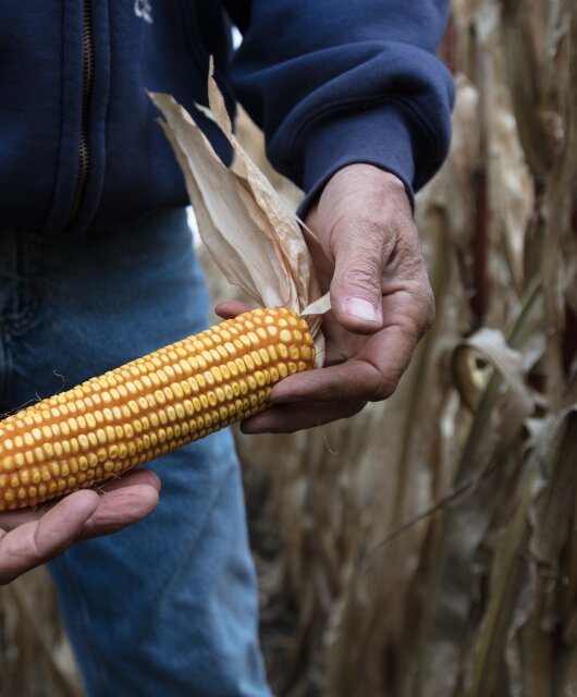 Tim Smith corn farm hands