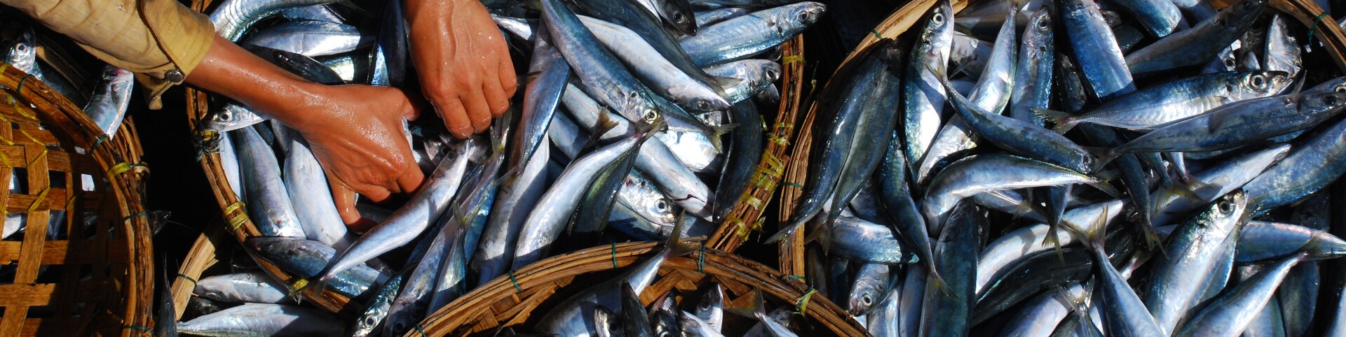 Environment_Oceans_Seafood