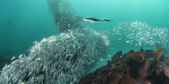 Chile Sardines 1
