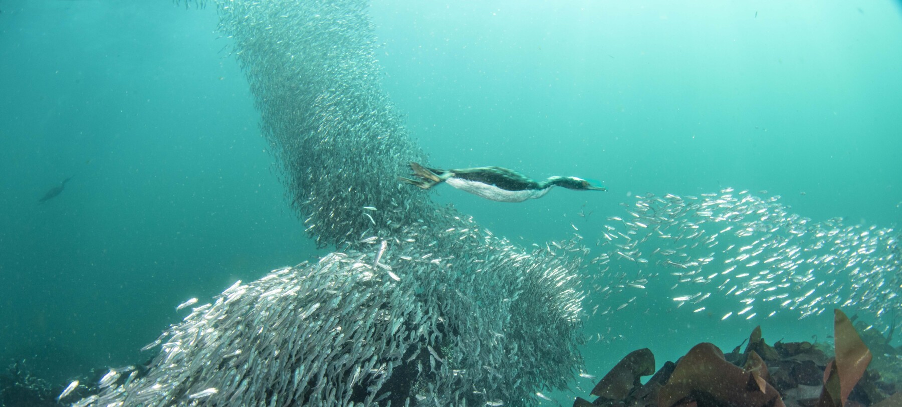 Chile Sardines 1