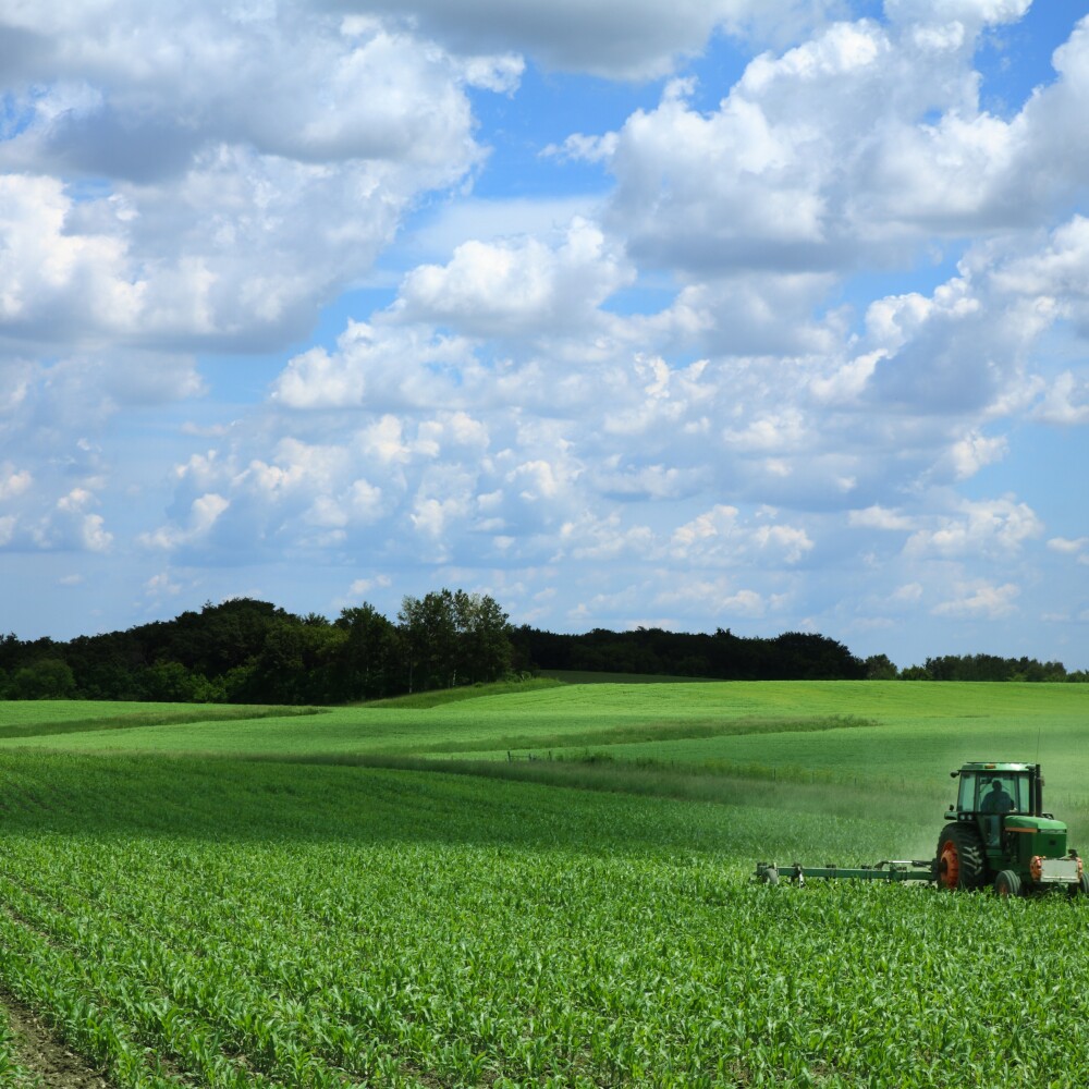Iowa Corn Field stock photo