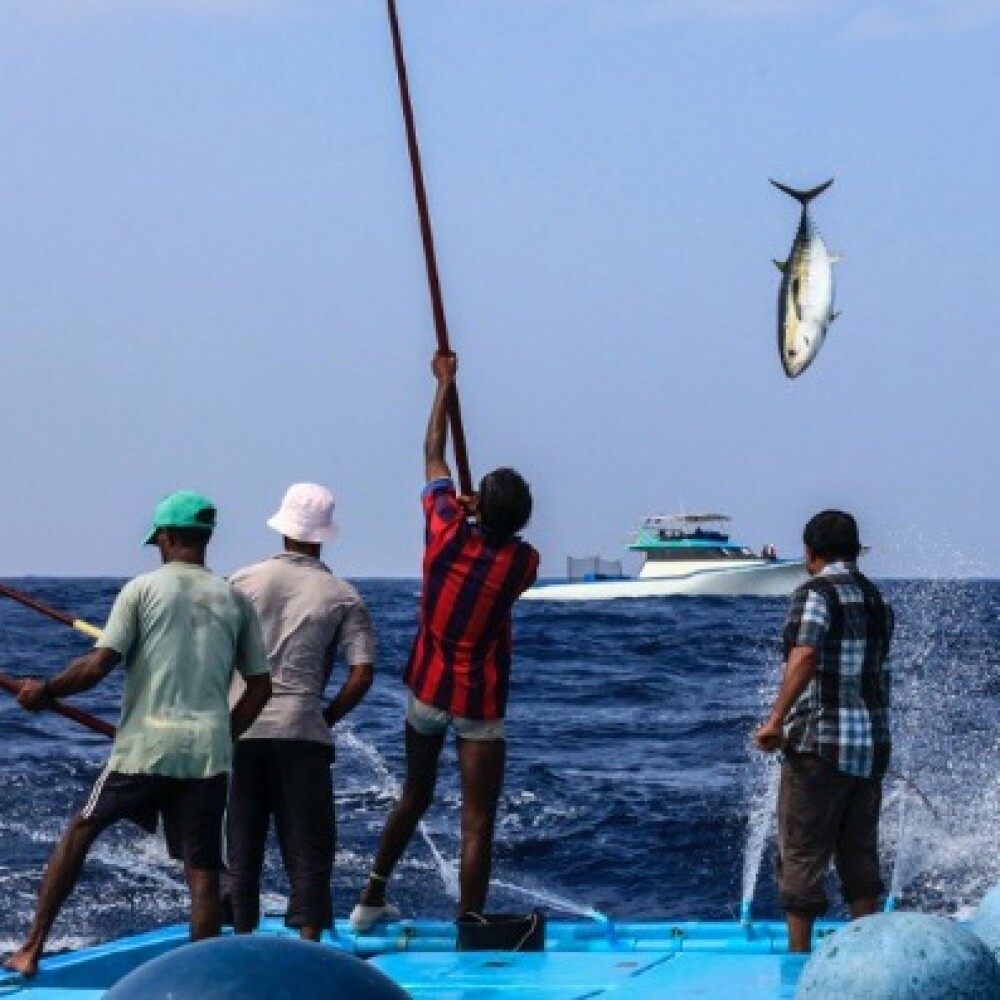 iotc-tuna1.jpg
