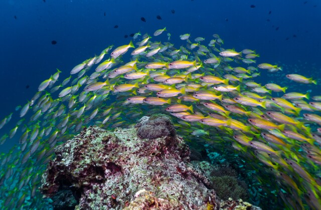 A pool of brightly colored bigeye snapper swim over a shallow coral reef. 
