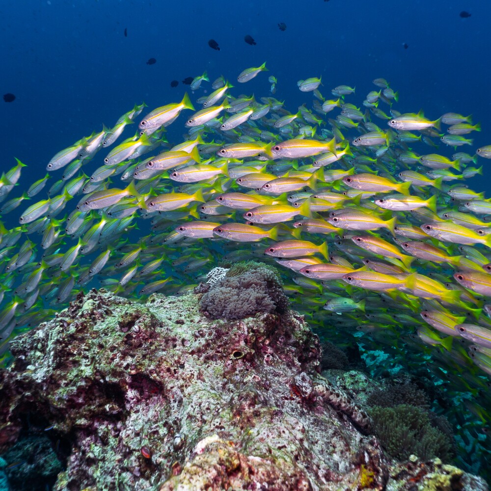 A pool of brightly colored bigeye snapper swim over a shallow coral reef. 