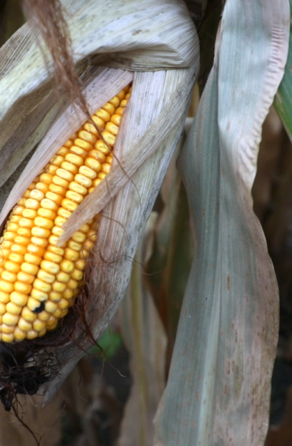 Iowa Cover Crops. Mitchell Hora. Corn