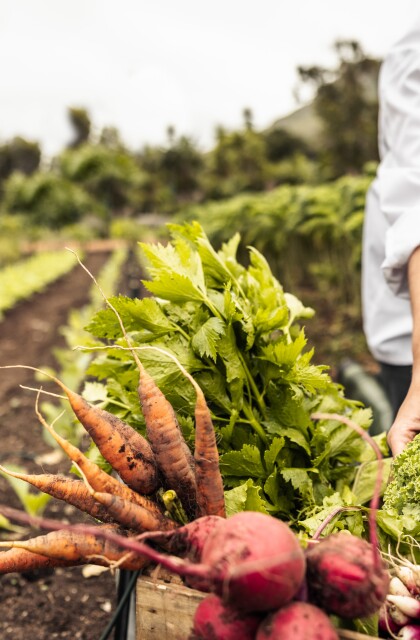 A farmer picks fresh vegetables from a field. 