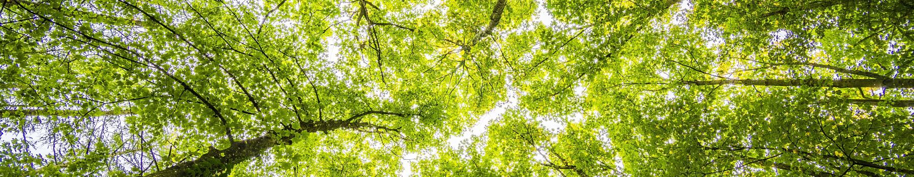 Green tree canopy looking up