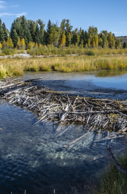 Beaver Dam. Grand Teton
