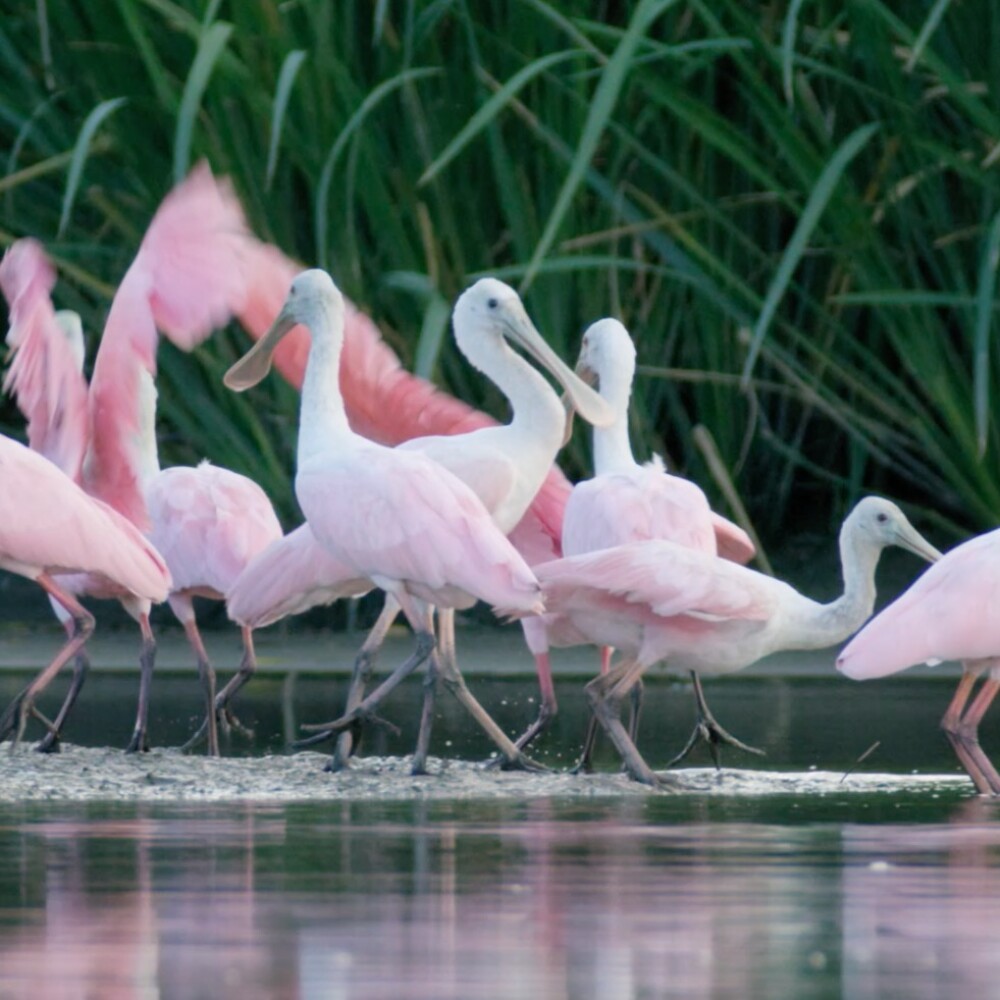 Coastal birds