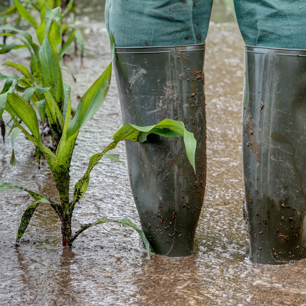 Flooded cornfield stock image