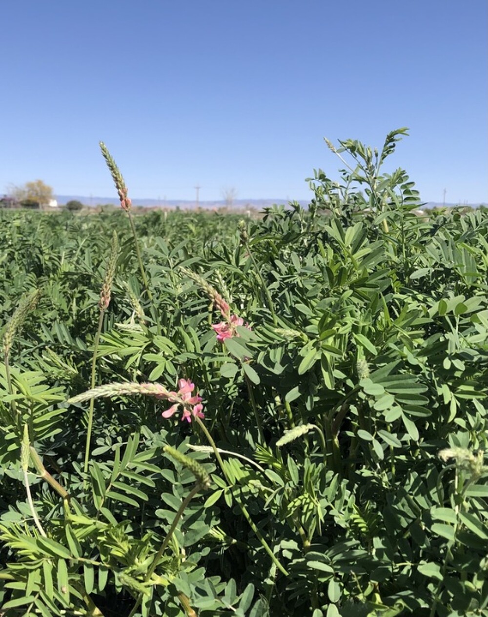 sainfoin alt forage