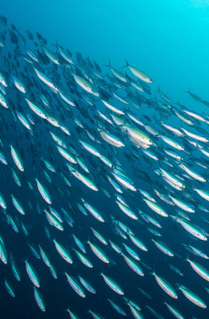 Bait Ball - Palau, Micronesia