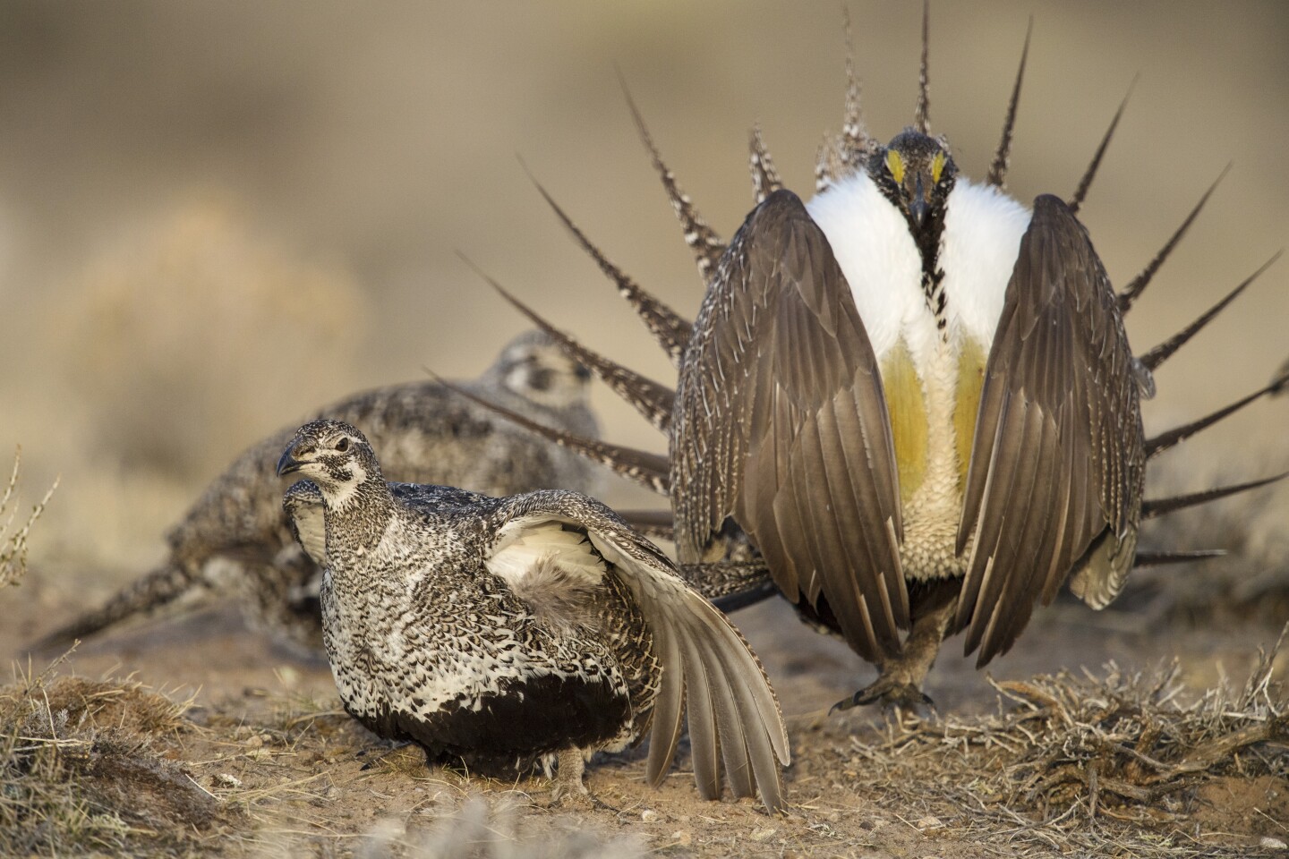 Sage Grouse