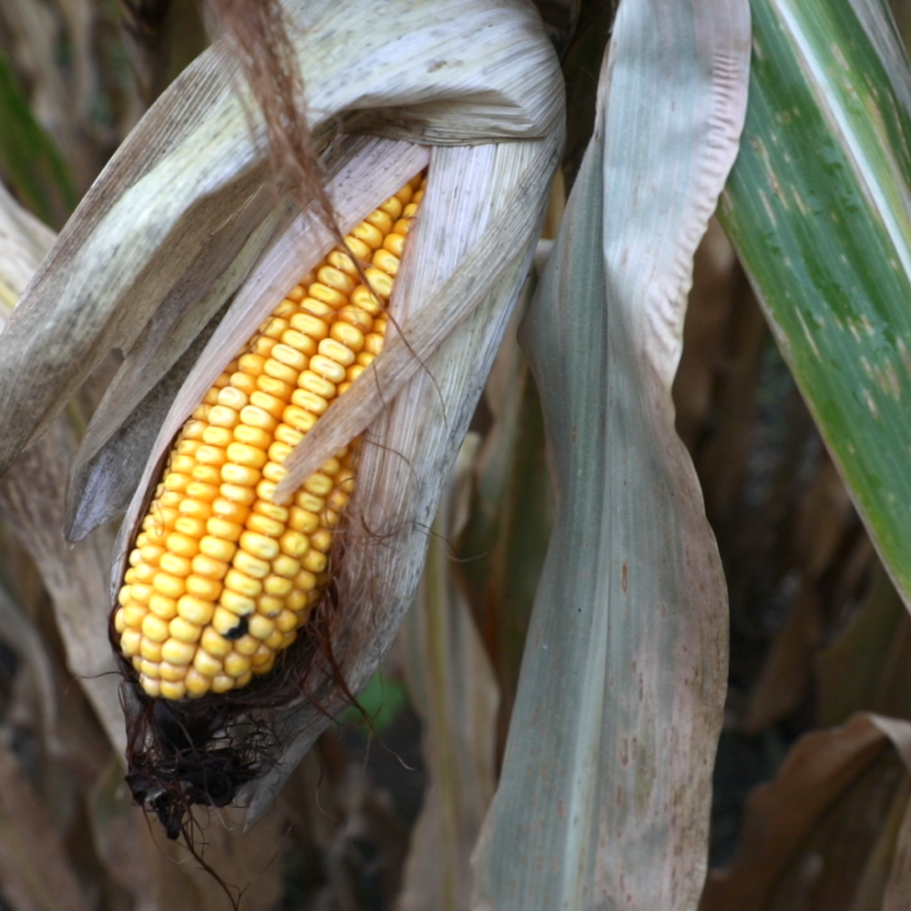 Iowa Cover Crops. Mitchell Hora. Corn