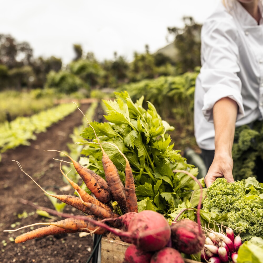 A farmer picks fresh vegetables from a field. 