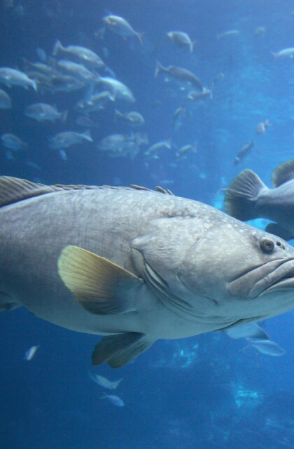 Group of grouper 