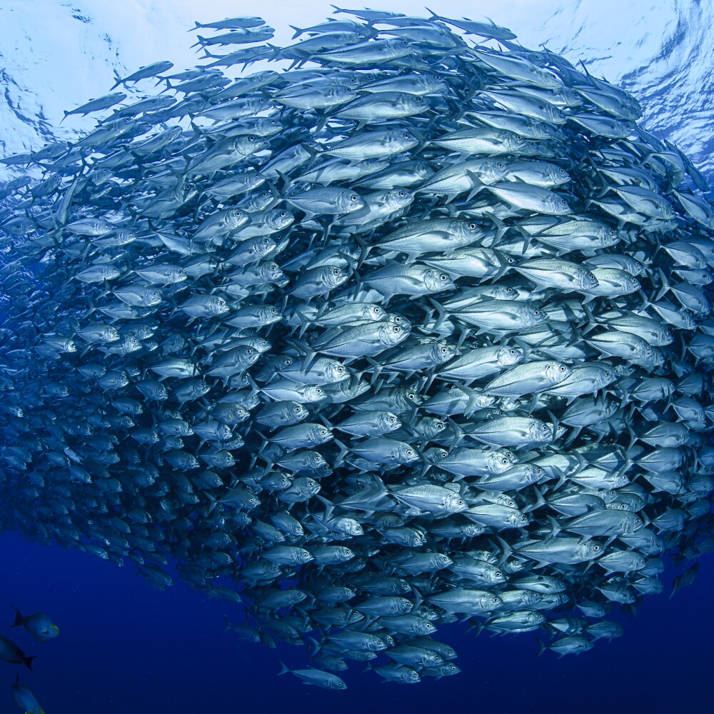 Circle of Fish in Ocean