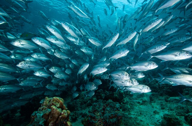 Oceans and Fish stock