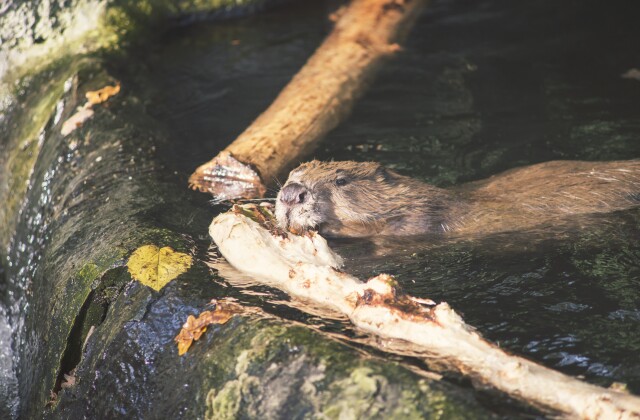 Beaver building dam