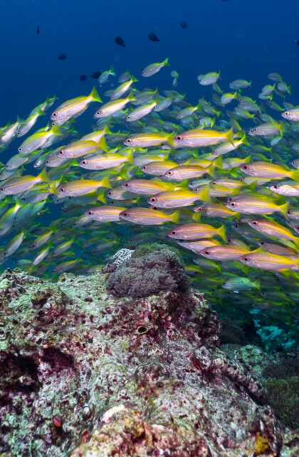 A pool of brightly colored bigeye snapper swim over a shallow coral reef. 