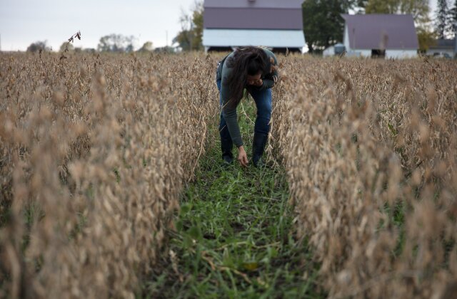 COPY. Roots of Conservation. Cover Crops. Wendy Johnson