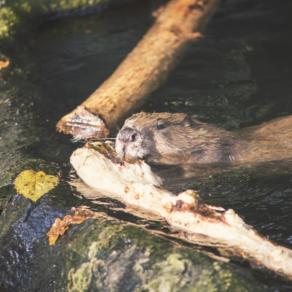 Beaver building dam