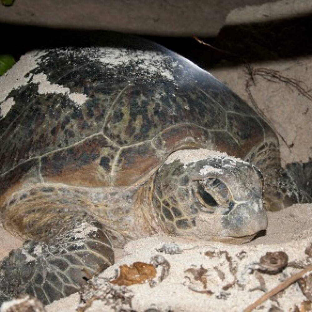 turtle-pic-web.jpg