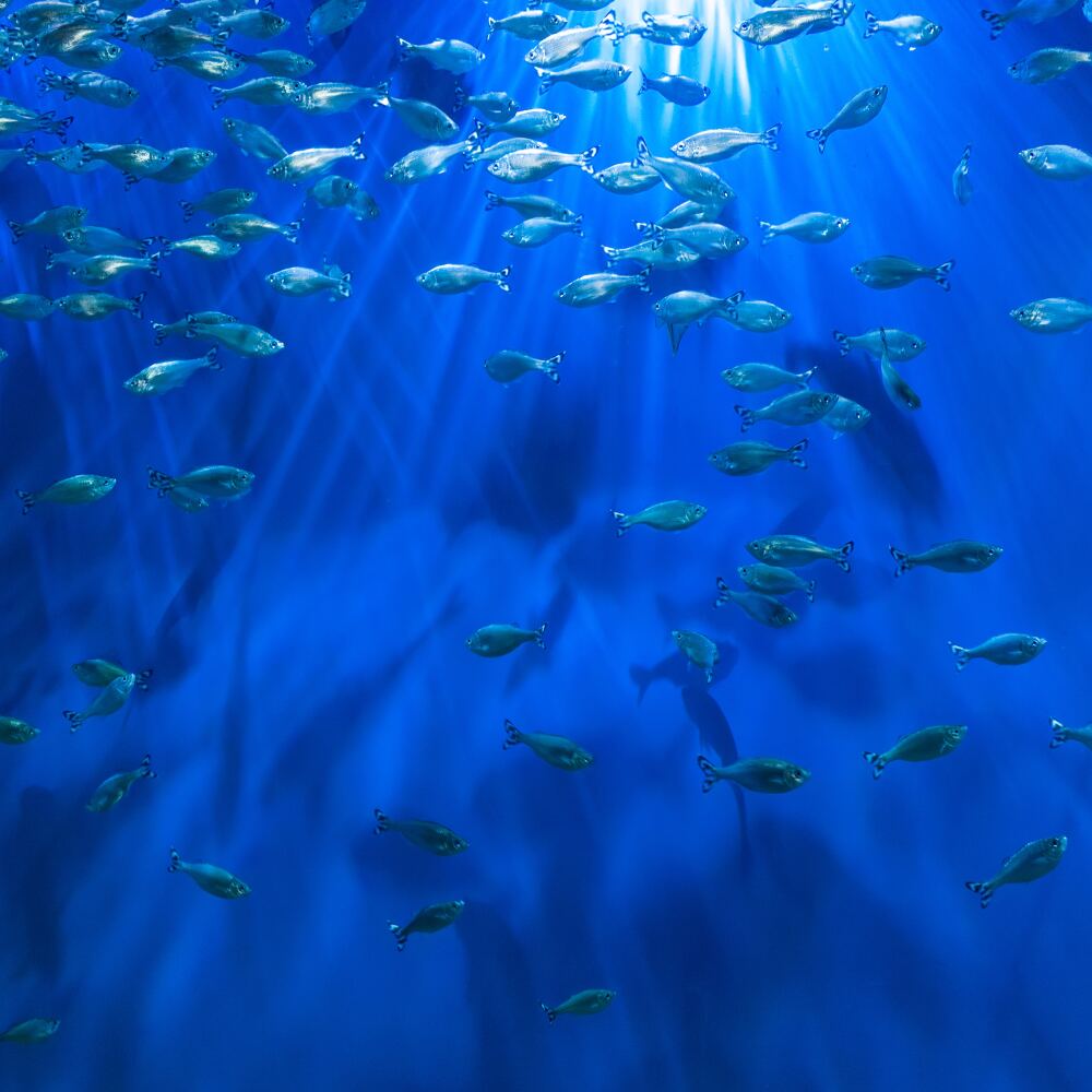 oceans stock image.jpg