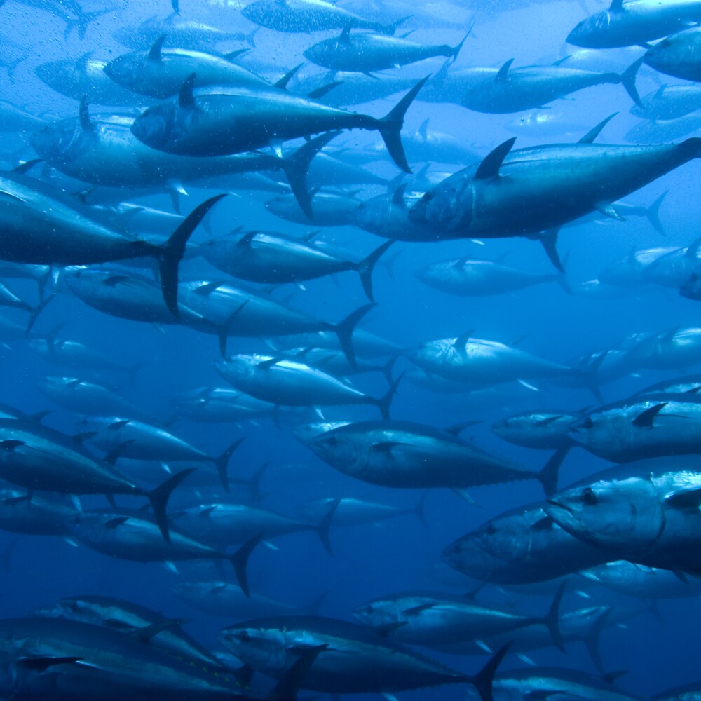 Bluefin tuna in net