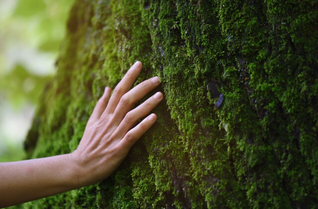 Woman Touching Tree stock photo