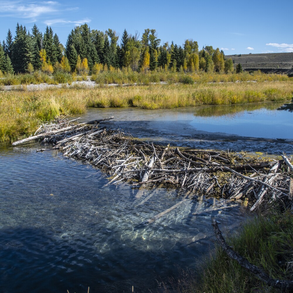 Beaver Dam. Grand Teton