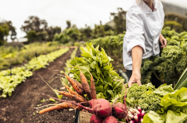 A farmer picks fresh vegetables from a field. 