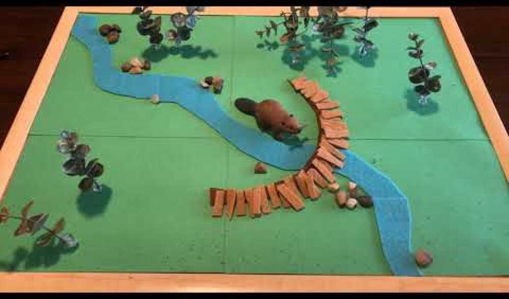 Beavers and Wildfire: A Stop-Motion Video by Emily Fairfax