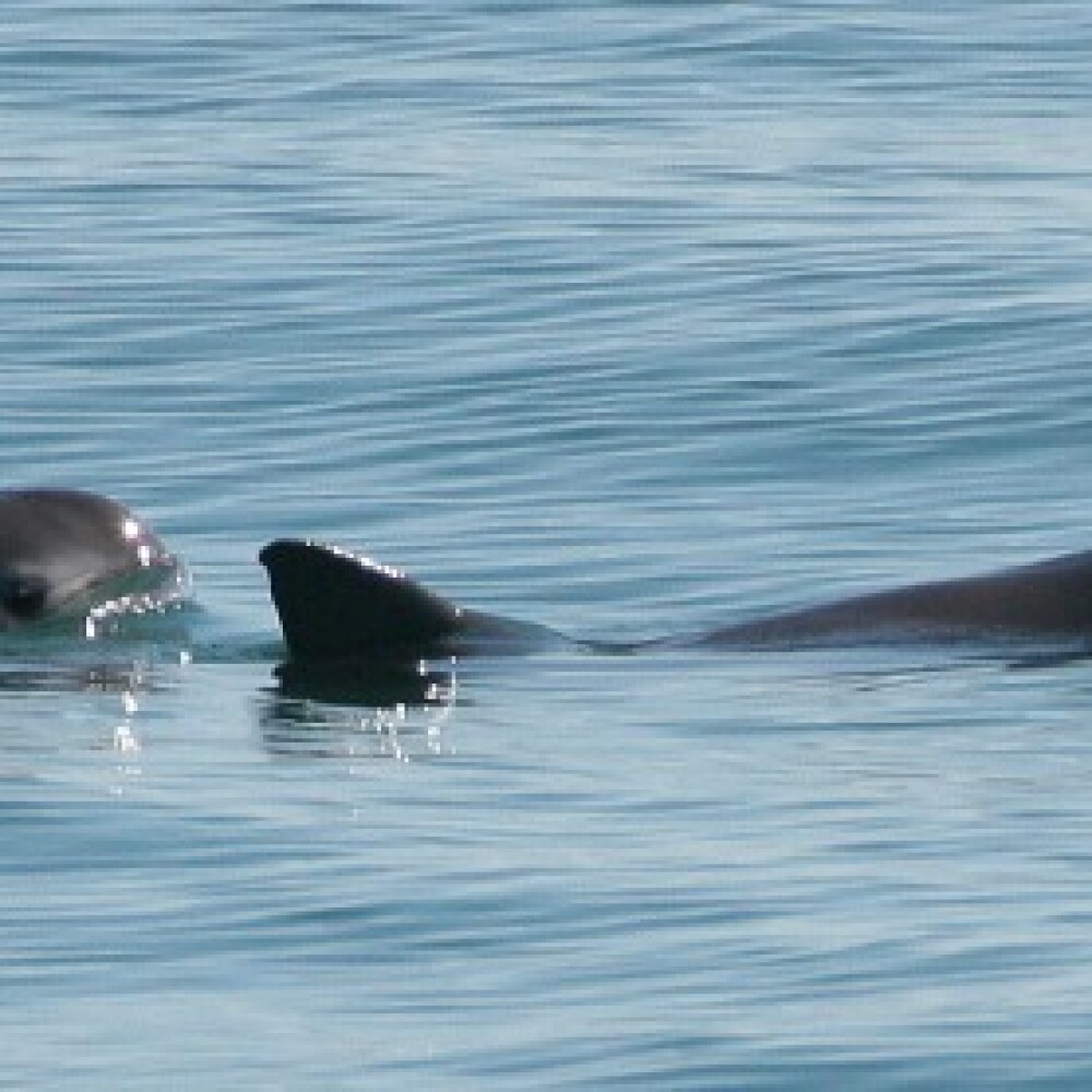vaquita-marina-web.jpg