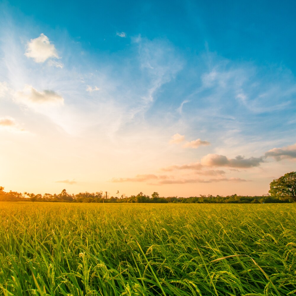 Green rice field with blue sky sunset
