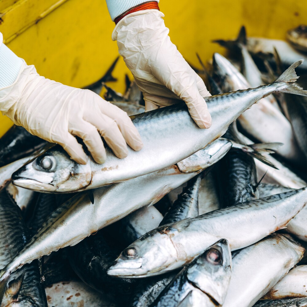 Fish Processing 