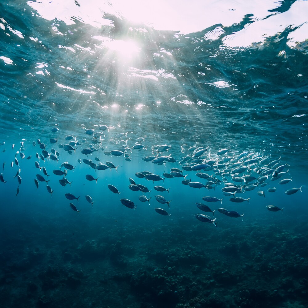 Tuna in Ocean stock photo