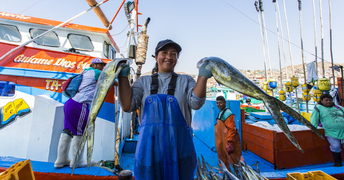 Sheldon Fish Peru In Peru and Ecuador, A Bold New Public-Private Model to Formalize ...