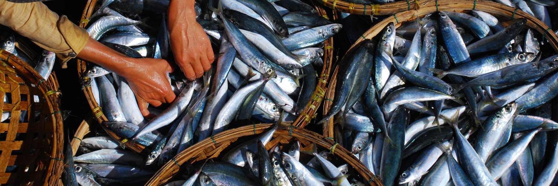 Environment_Oceans_Seafood
