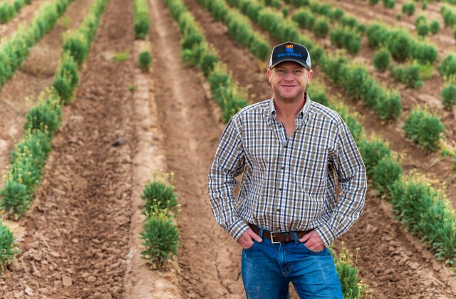 Farmer Will Thelander stands in a field with rows of guayule plants.
