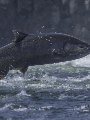 Chinook Salmon