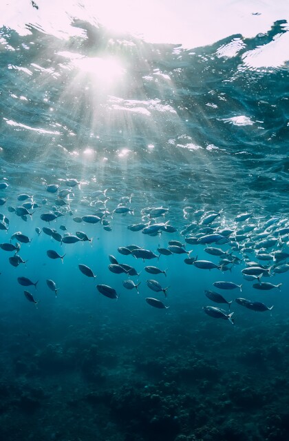 Tuna in Ocean stock photo