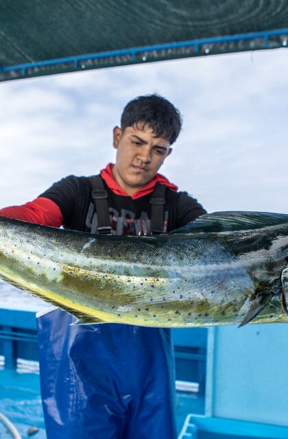 Peru Mahi-Mahi 1