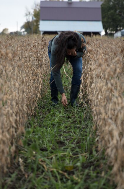 COPY. Roots of Conservation. Cover Crops. Wendy Johnson