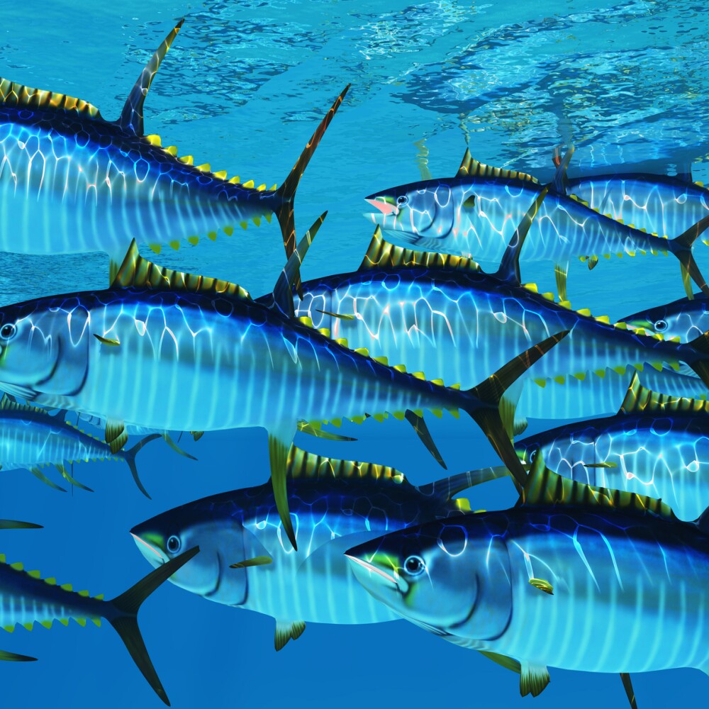 School of yellowfin tuna