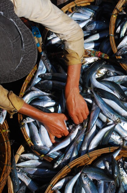 Environment_Oceans_Seafood