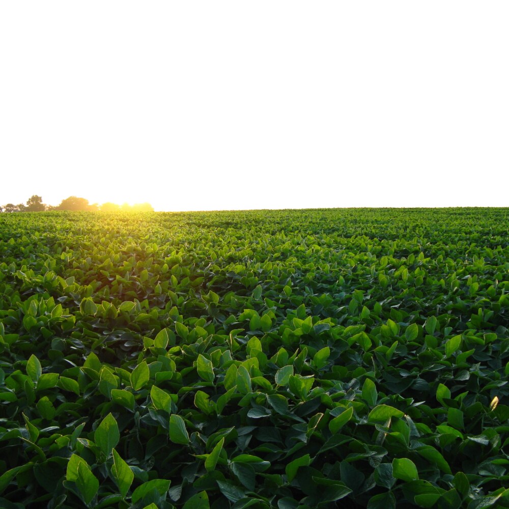 Iowa crop on Saltzman family farm. 