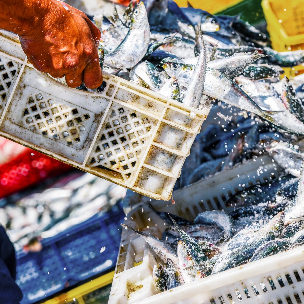 Fish Processing